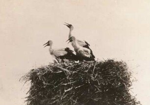 Weißstorch (Ciconia ciconia). Junge im Nest schwitzend
