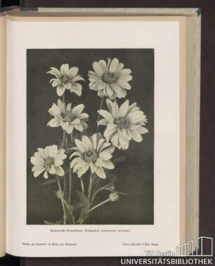 Ausdauernde Sonnenblumen (Helianthus tomentosus hybridus)