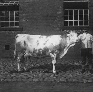 Milchkuh der Simmentaler Rasse : Geographie | Wirtschaftsgeographie | Nutztiere | Nahrung liefernde Tiere (Rinder, Büffel)