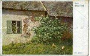 Holunderbusch vor Haus; Postkarte des Deutschen Schulvereins, Nr. 888
