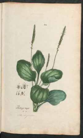 204. Plantago major