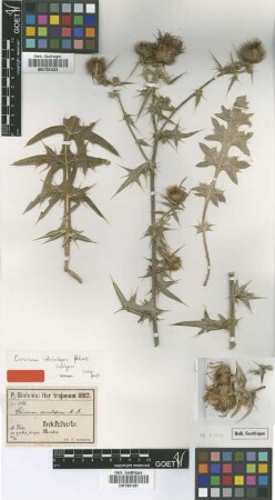 Cirsium serrulatum M.Bieb.