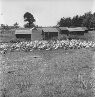 Long Island, Tinker Farm, Gänse