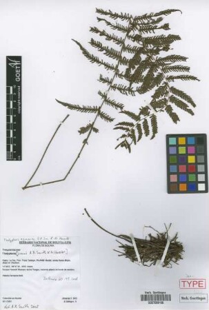 Thelypteris aymarae A.R.Sm. & M. Kessler [isotype]