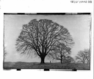 Baum von Hermann Daur