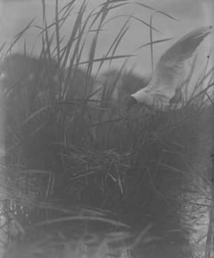 Lachmöwe : Holschaer Teich, Lachmöwe (Chroicocephalus ridibundus Linnaeus) im Anflug auf das Nest.