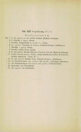 [Erläuterungen zu] Tafel XIII
