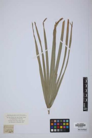Chamaerops excelsa Thunb.