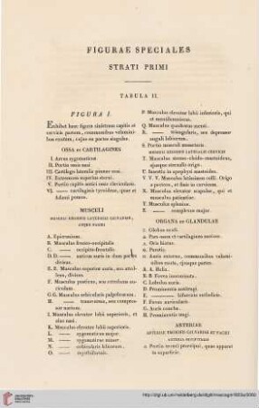 Figurae speciales strati primi. Tabula II