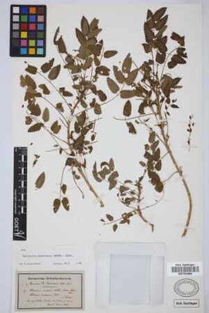 Bencomia caudata (Ait.) Webb & Berth.
