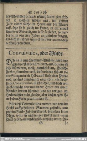 Convulvulos, der Winde