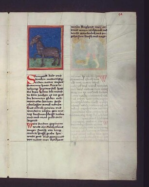Sternbild: Steinbock (Capricornus)