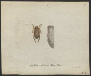 Colymbites. Hydroporus. Hoplitus. pag. 78. - pag. 84.