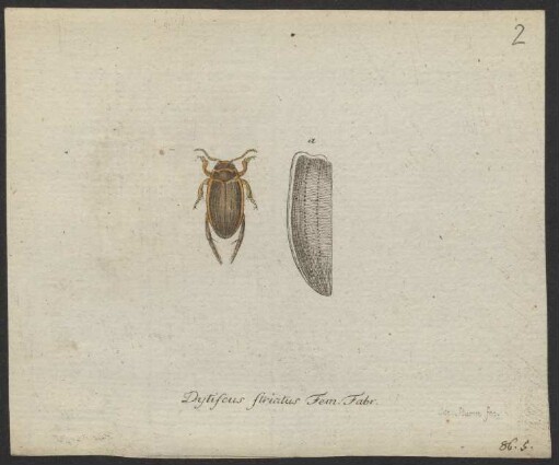 Colymbites. Hydroporus. Hoplitus. pag. 78. - pag. 84.