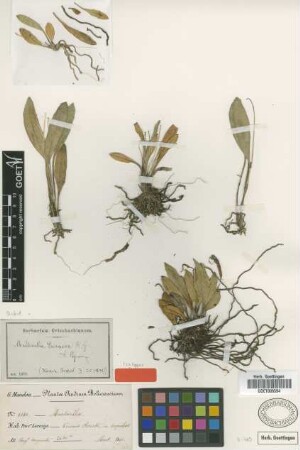 Masdevallia paivaeana Rchb.f.