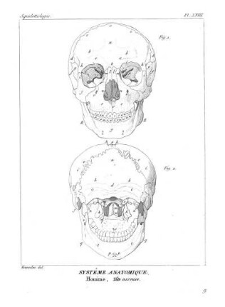 Pl. XVIII. Systême Anatomique. Homme. Tête osseuse.