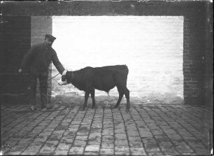 Westerwälder Rind, männlich