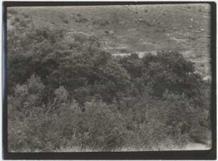 Bergwald in der Cadena de El Curi
