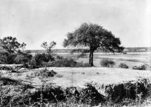 Pilcomayo : Landschaft mit Vegetation