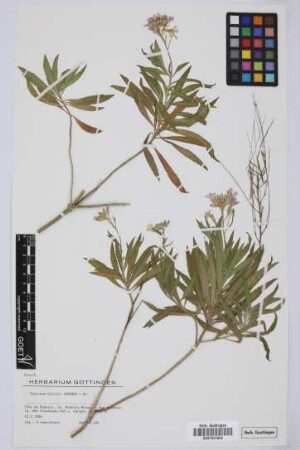 Erysimum bicolor (Hornem.) DC.