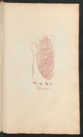 363. Cuscuta epithymum