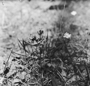 Schmalblättriges Lungenkraut : Schmalblättriges Lungenkraut (Pulmonaria angustifolia Linnaeus).