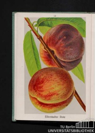 Ellerstadter Rote.