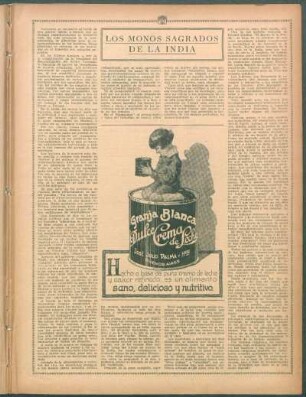 Los monos sagrados de la India
