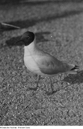 Möwe