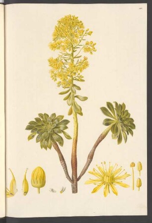 Sempervivum arboreum, Blatt 145