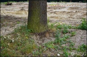 Königs Wusterhausen, Dokumentation zur Wiederherstellung, eingeschüttete Eiche am Grabenrand.
