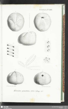 Pl. 886