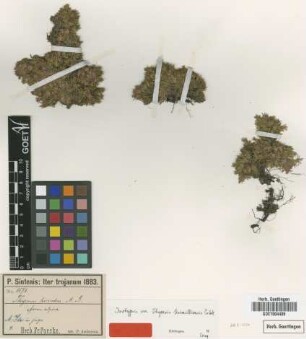 Thymus hirsutus M.Bieb. form. Not on sheet alpina
