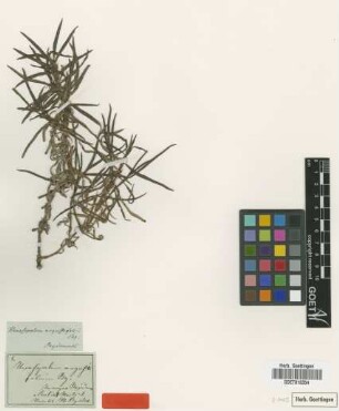 Hexasepalum angustifolium Bartl. ex DC. [type]