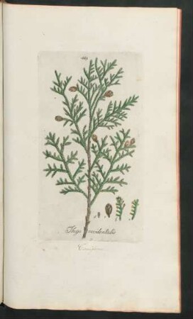 443. Thuja occidentalis