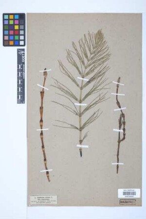 Equisetum arvense L.