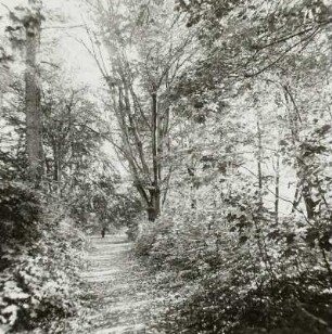 Blutbuche (Fagus salvatica var. purpurea tit.; Naturdenkmal)