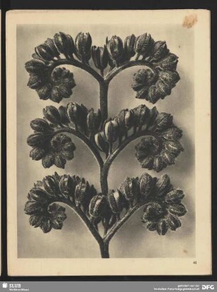 Phacelia congesta - Büschelkraut, Bienenfutterpflanze - Blütenwickel (12mal vergrößert)