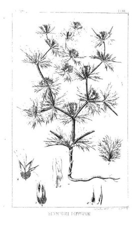 Eurytaenia Texana, Torr. & Gr.