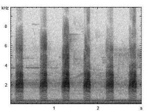 Stockente | Anas platyrhynchos - Ruf