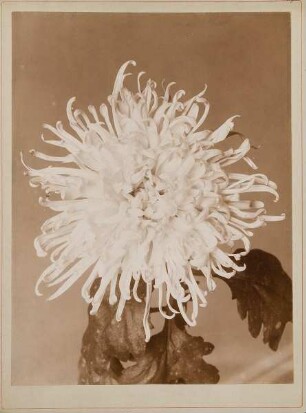Chrysantheme