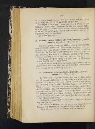 21. Hundskamille, Acker-Hundskamille, Ánthemis arvénsis L. (Tafel V, 8.)