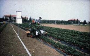 Fotografie: Obstbau, Erntetechnik, Erdbeeren