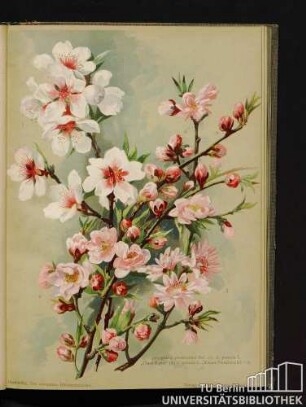 Amygdalus persicoides Ser. (1.), A. persica L. "Clara Meyer" (2.), A. persica L. "Kaiser Friedrich III." (3.).