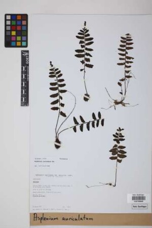 Asplenium auriculatum Sw.
