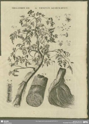 Phellandrium Dod. sive Foeniculum Aquaticum Officin