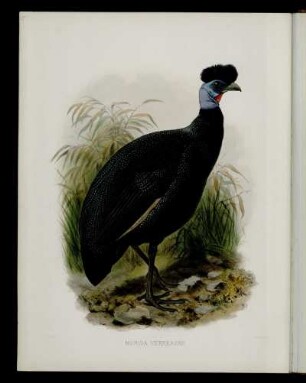 [Plate XLIV.] Numida Verreauxii