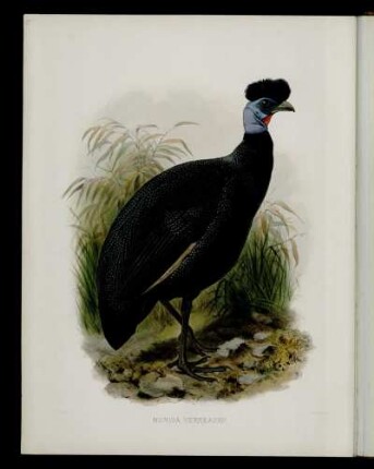 [Plate XLIV.] Numida Verreauxii