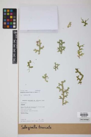 Selaginella truncata A.Braun