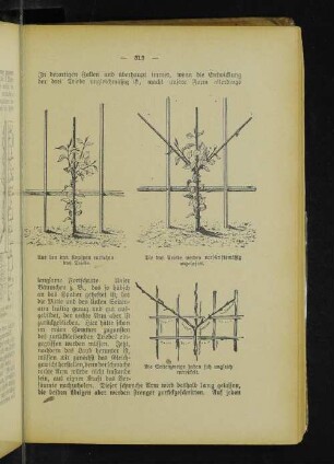 Aus den drei Knospen entstehen drei Triebe. Die drei Triebe werden vorschriftsmäßig angeheftet. Die Seitenzweige haben sich ungleich entwickelt.